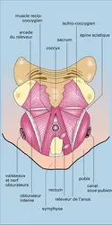 Diaphragme pelvien de l'homme - crédits : Encyclopædia Universalis France