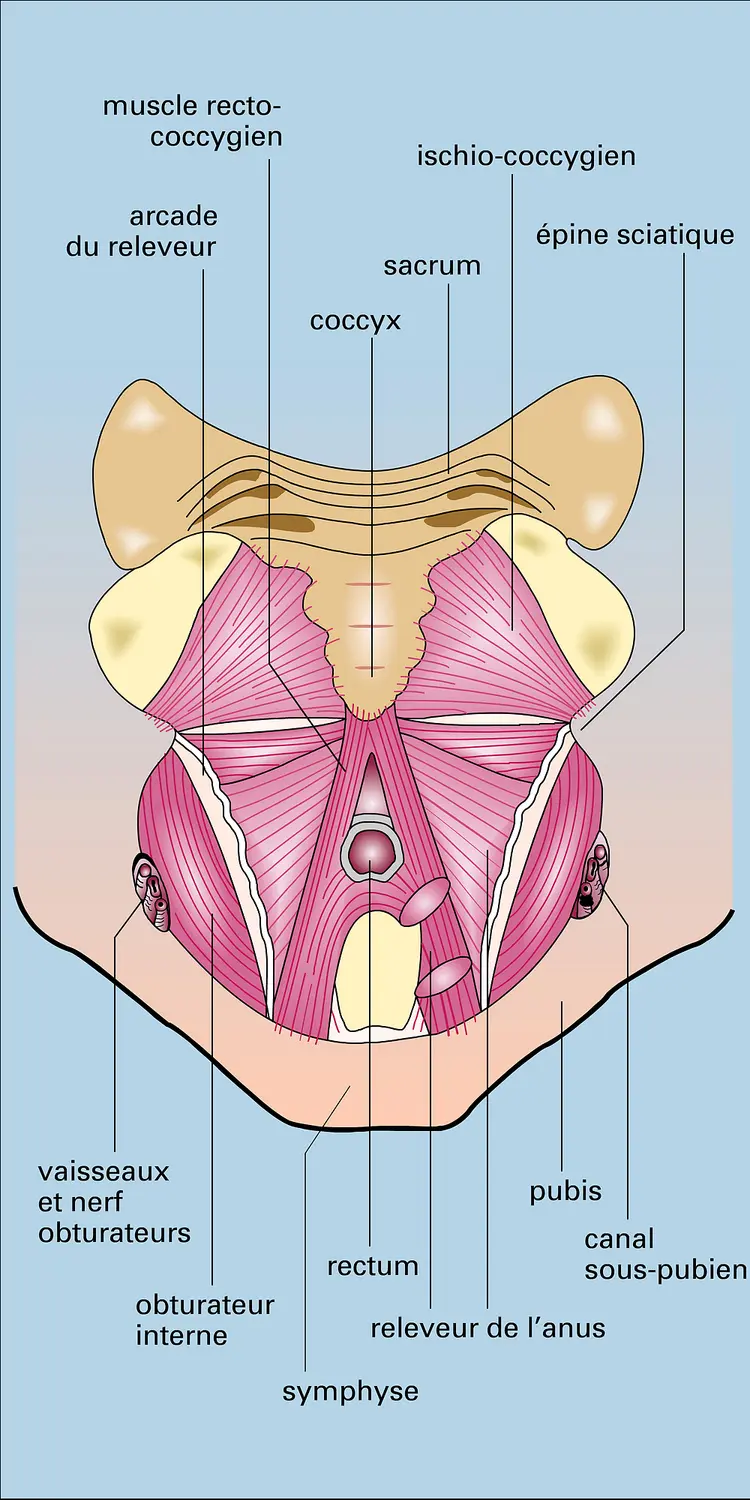 Diaphragme pelvien de l'homme