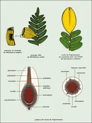 Medulloseae : appareils reproducteurs - crédits : Encyclopædia Universalis France