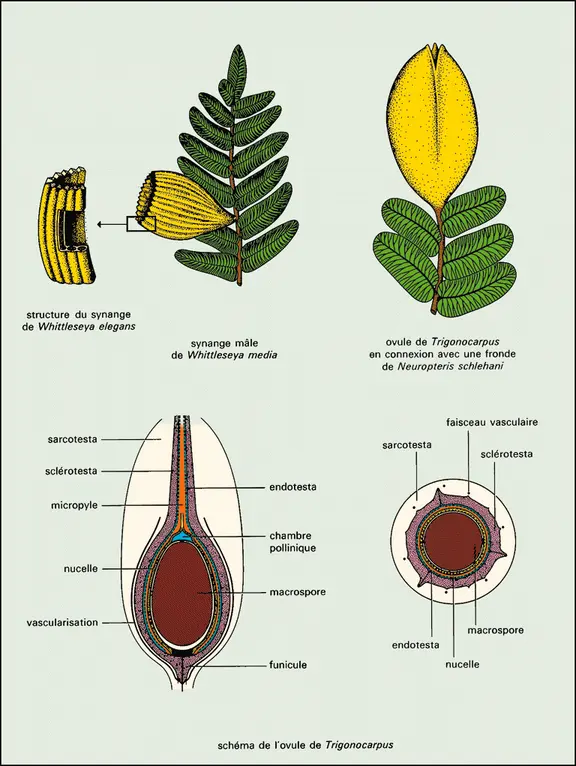 Medulloseae : appareils reproducteurs