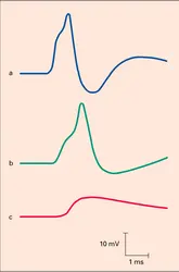 Potentiels de plaque motrice - crédits : Encyclopædia Universalis France