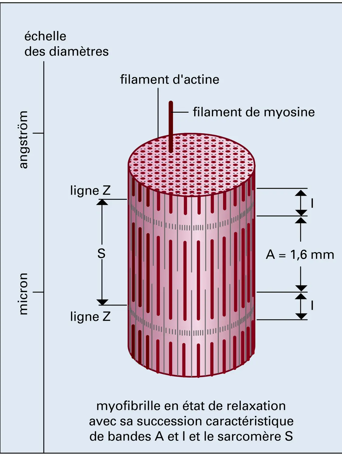 Organisation du muscle strié - vue 1