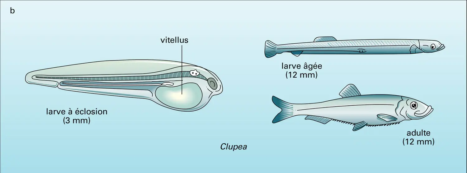 Téléostéens : larves diverses - vue 2