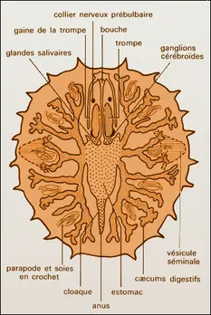 Myzostomum