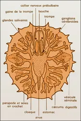 Myzostomum - crédits : Encyclopædia Universalis France