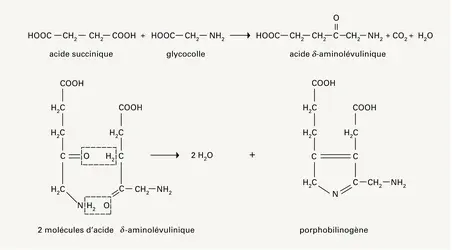 Biosynthèse du noyau pyrole - crédits : Encyclopædia Universalis France