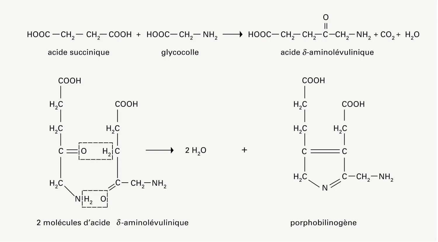 Biosynthèse du noyau pyrole