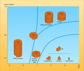 Auto-assemblage - crédits : Encyclopædia Universalis France