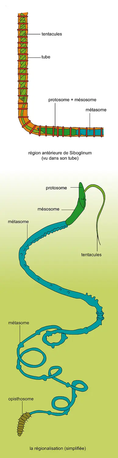 Corps du pogonophore