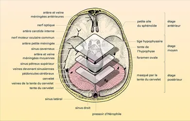 Crâne - crédits : Encyclopædia Universalis France