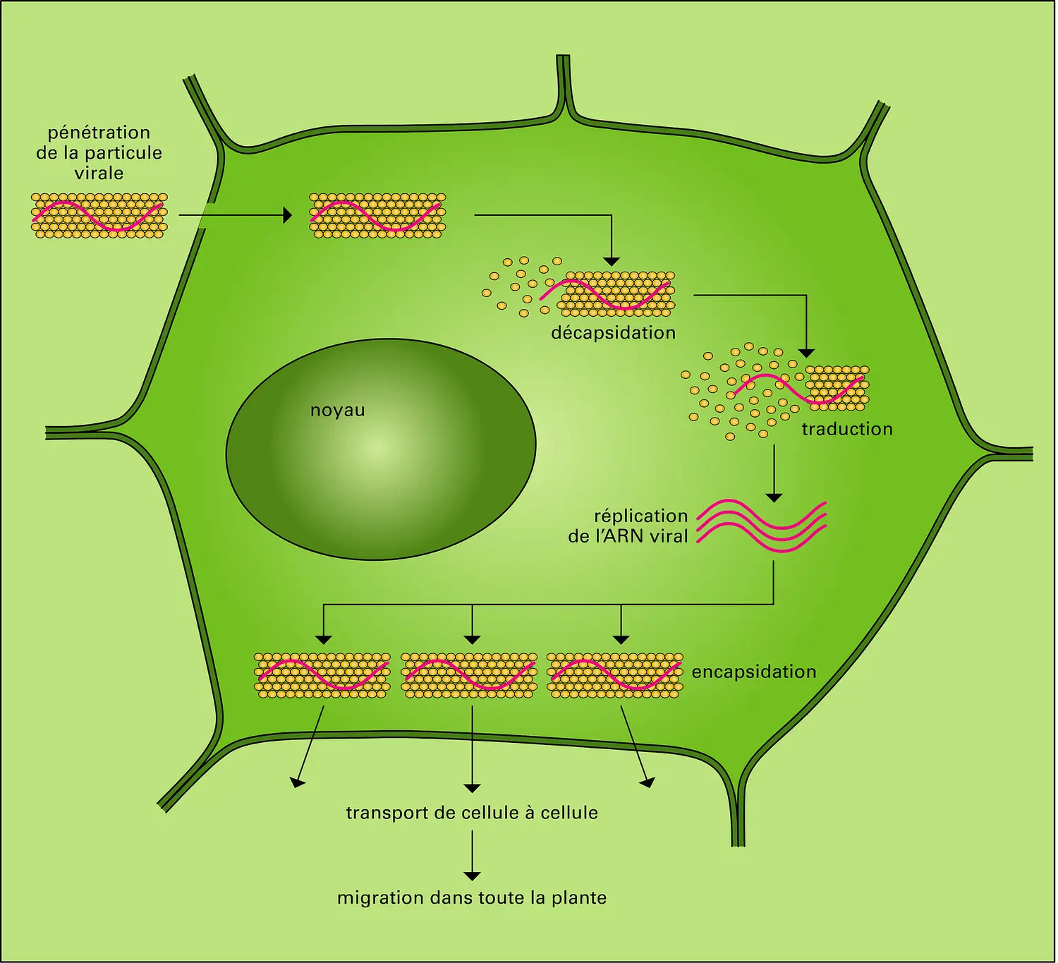 Multiplication dun virus dans une cellule végétale