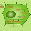 Multiplication dun virus dans une cellule végétale - crédits : Encyclopædia Universalis France