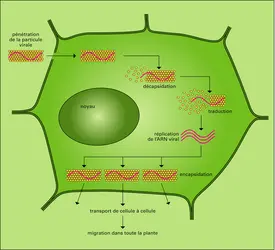 Multiplication dun virus dans une cellule végétale - crédits : Encyclopædia Universalis France