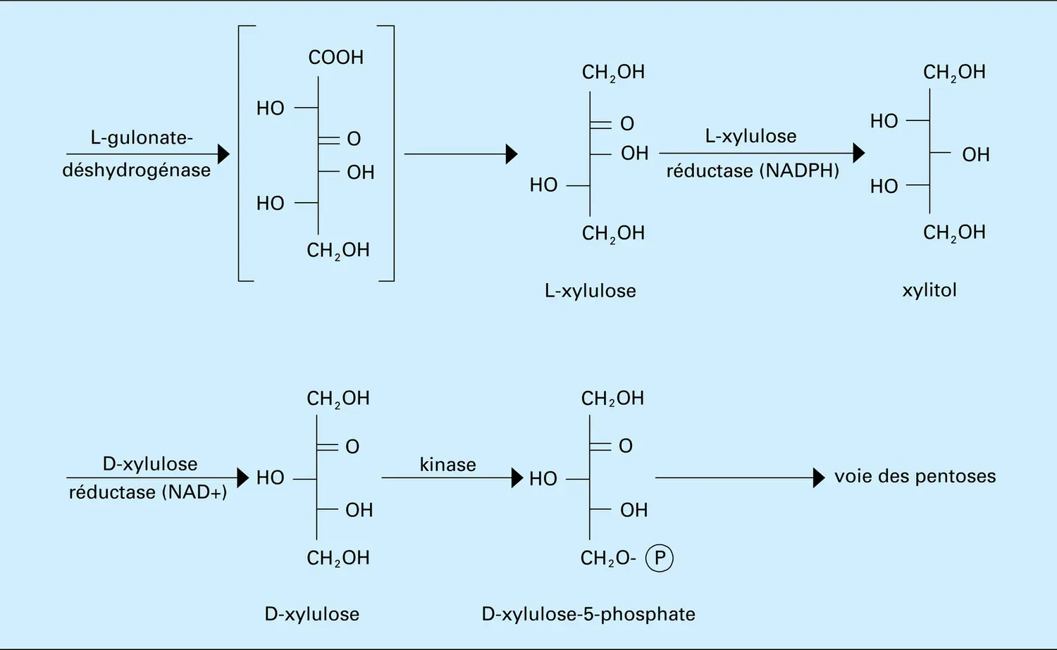 Glucuronate-xylulose - vue 2