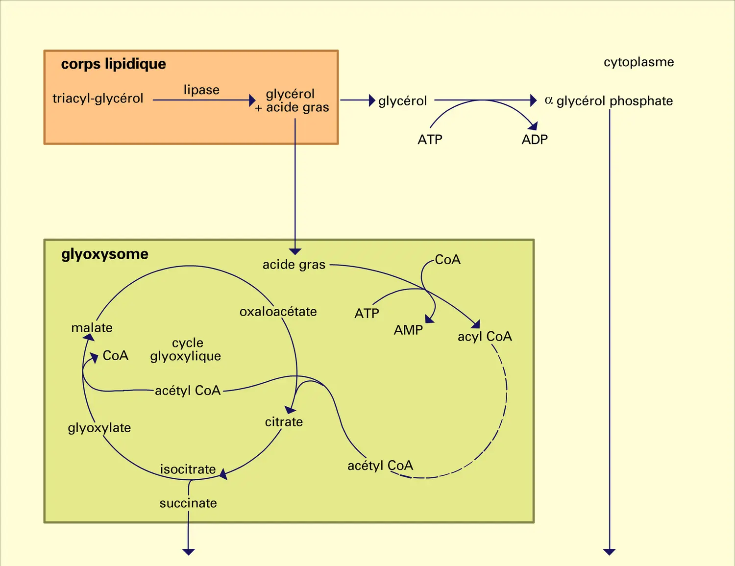 Triglycérides : catabolisme, assimilation des hexoses - vue 1