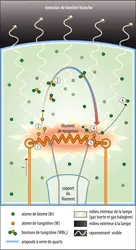 Principe du fonctionnement de la lampe halogène - crédits : Encyclopædia Universalis France