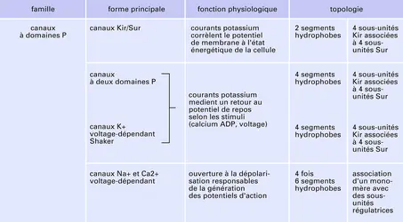 Canaux ioniques - crédits : Encyclopædia Universalis France