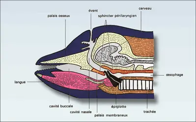 Dauphin (partie antérieure) - crédits : Encyclopædia Universalis France