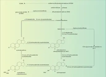 Androgènes : catabolisme - crédits : Encyclopædia Universalis France