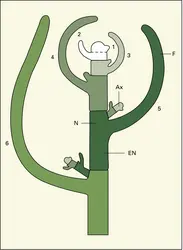 Construction de l'appareil végétatif caulinaire - crédits : Encyclopædia Universalis France