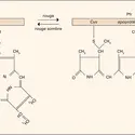 Phytochrome : chromophore - crédits : Encyclopædia Universalis France