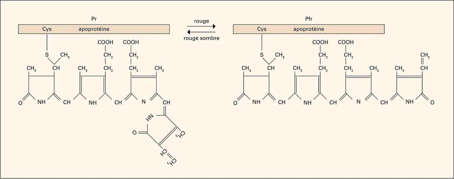 Phytochrome : chromophore