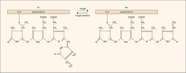 Phytochrome : chromophore - crédits : Encyclopædia Universalis France