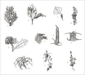 Galles d'insectes - crédits : Encyclopædia Universalis France