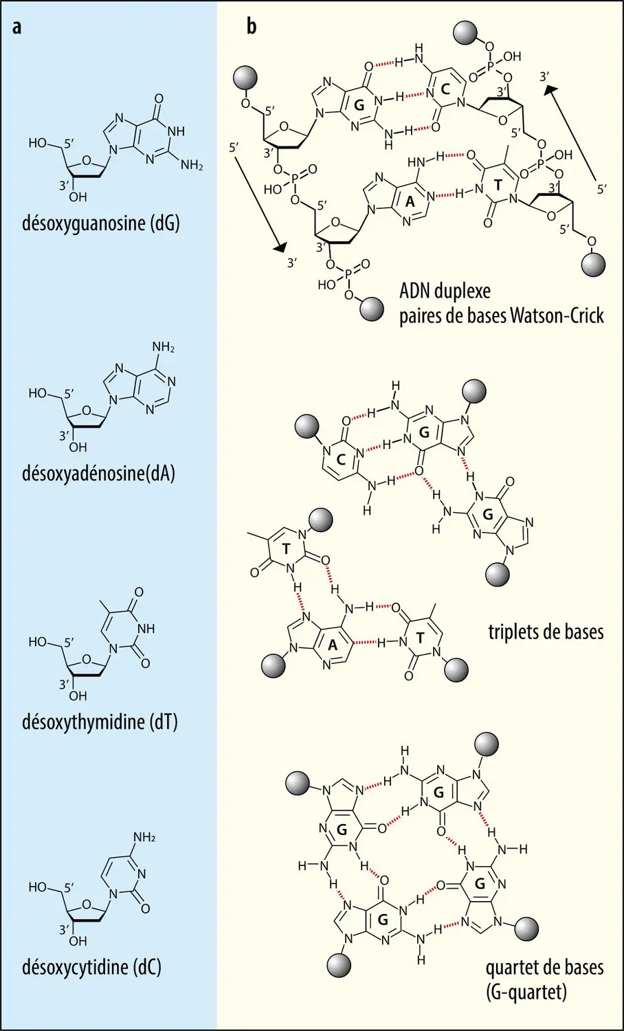 Bases de l’ADN et leurs associations possibles