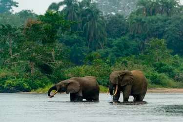 Éléphants dans le Parc national d'Odzala, République du Congo - crédits : Education Images/ Universal Images Group/ Getty Images