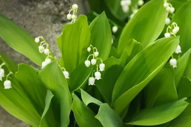 Muguet - crédits : ArtStudio29/ Shutterstock