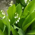 Muguet - crédits : ArtStudio29/ Shutterstock