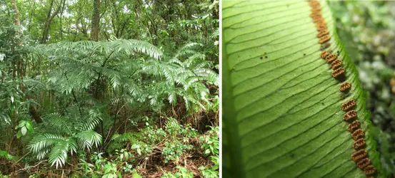 <em>Angiopteris madagascariensis</em>, fougère endémique des îles du sud-ouest de l’océan Indien - crédits : L. Echternacht