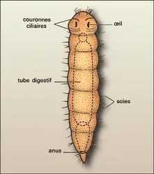 Dinophilus - crédits : Encyclopædia Universalis France