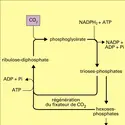 Réduction de l'anhydride carbonique et synthèse des glucides - crédits : Encyclopædia Universalis France