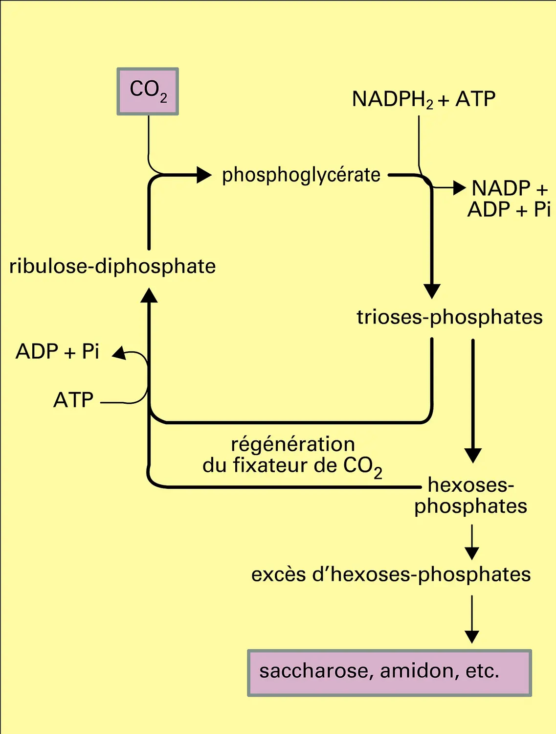 Réduction de l'anhydride carbonique et synthèse des glucides