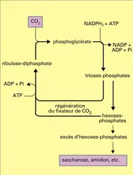 Réduction de l'anhydride carbonique et synthèse des glucides - crédits : Encyclopædia Universalis France