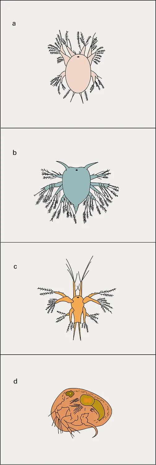 Crustacés : stades nauplius