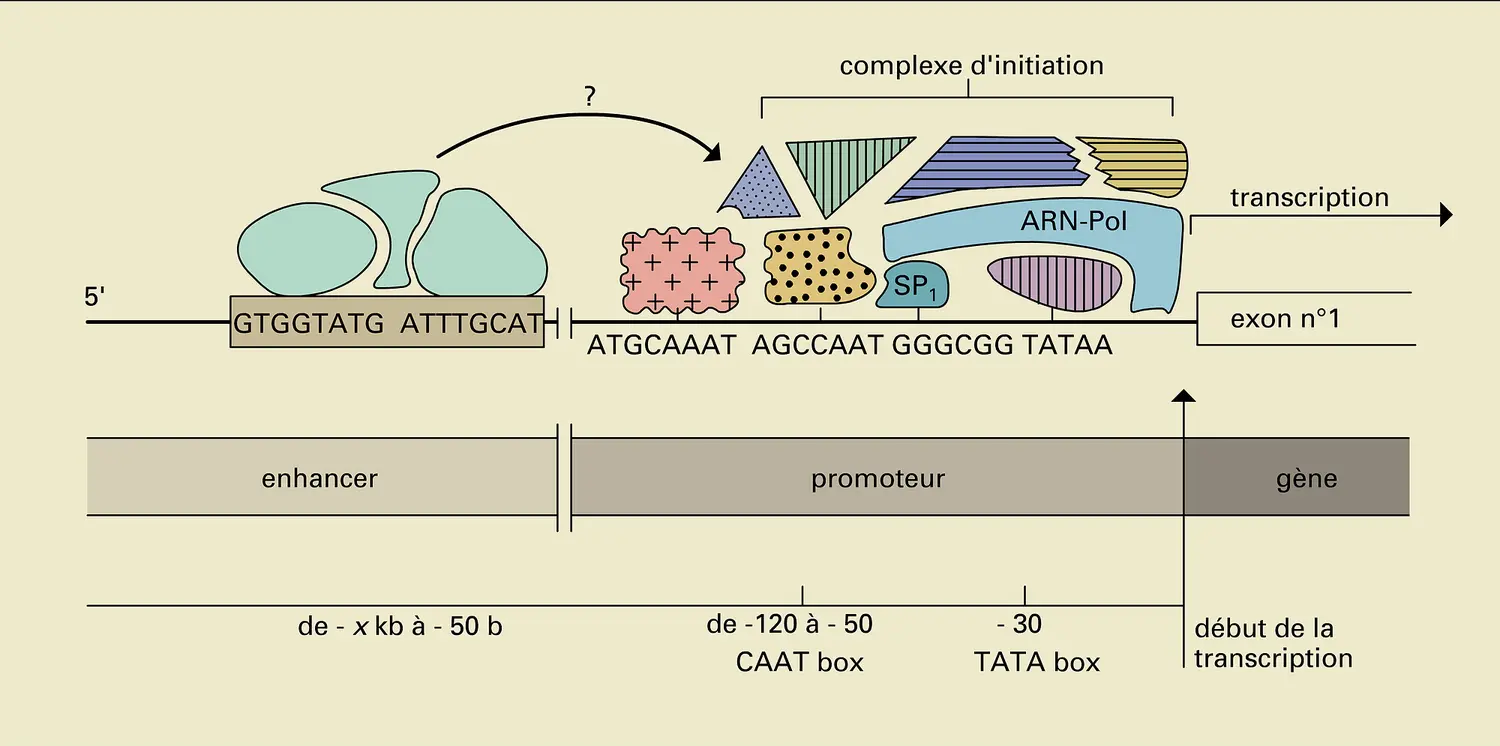 Transcription et gène enhancer