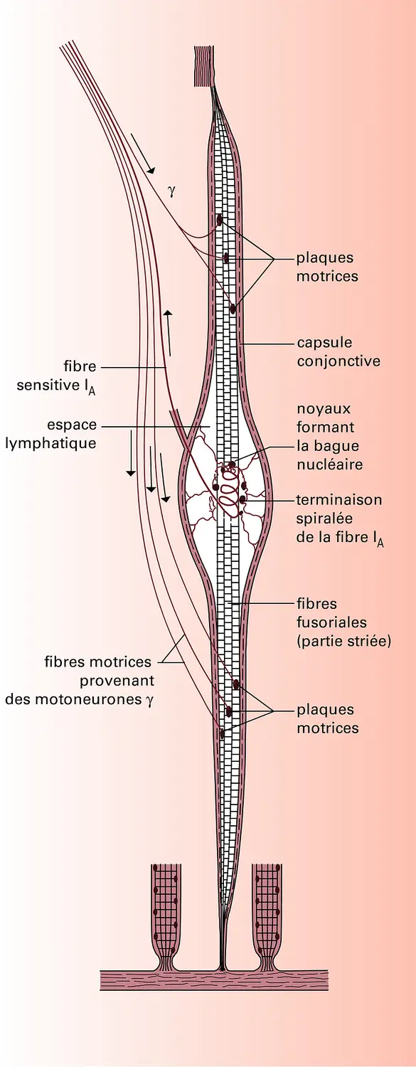 Représentation semi-schématique d'un fuseau neuromusculaire