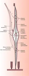 Représentation semi-schématique d'un fuseau neuromusculaire - crédits : Encyclopædia Universalis France