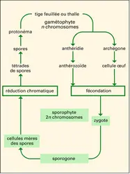 Bryophytes : cycle vital - crédits : Encyclopædia Universalis France