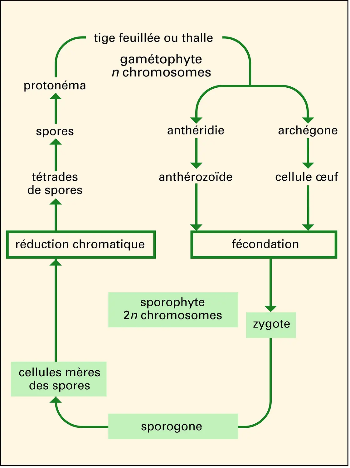 Bryophytes : cycle vital