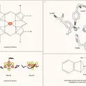 Fer et protéines : formes chimiques - crédits : Encyclopædia Universalis France