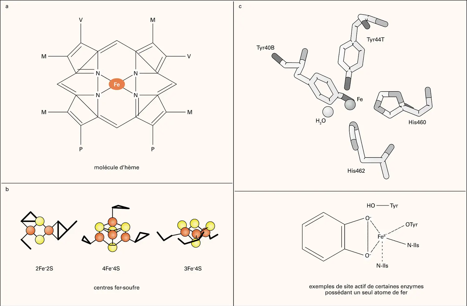 Fer et protéines : formes chimiques