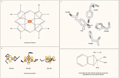 Fer et protéines : formes chimiques - crédits : Encyclopædia Universalis France