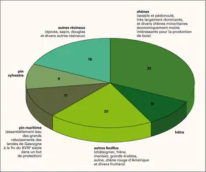 Forêts françaises : essences - crédits : Encyclopædia Universalis France