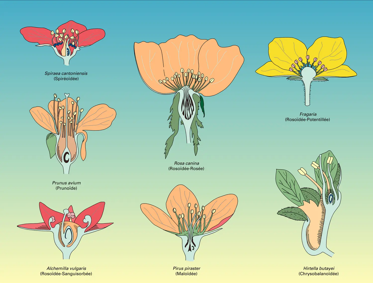 Rosacées : fleurs et fruits - vue 1