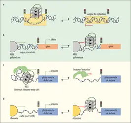 Régulation de l’activité des gènes par des quadruplexes - crédits : Encyclopædia Universalis France