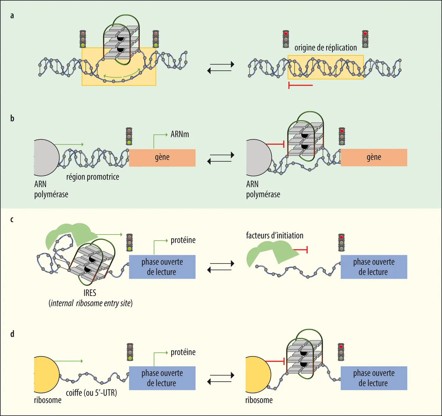 Régulation de l’activité des gènes par des quadruplexes